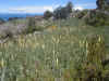 Field of quinoa